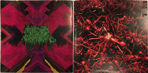 Human Pancake : Formicidae - Human Pancake